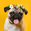 pug dog in a wreath of flowers on a yellow background. a small dog. dog head. dog face with pink tongue