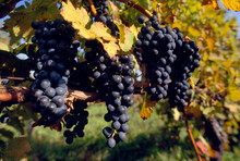 Black grapes growing on a vine in the Napa Valley of California, USA; Napa, California, United States of America