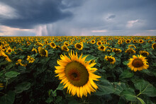 Field Of Sunflowers Under A Dark And Stormy Cloud-filled Sky; Denton, Montana, United States Of America