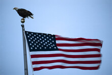 Bald Eagle (Haliaeetus Leucocephalus) Sits On A Flagpole Above A Fluttering American Flag; Alaska, United States Of America