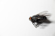 © Designpics - Fly (Musca domestica)  on white background; Studio
