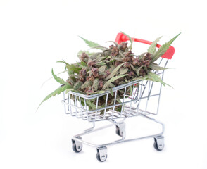 flowering cannabis plant in trolley on white background