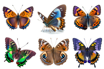 Wall Mural - beautiful butterflies for decoration content on transparent background (png)