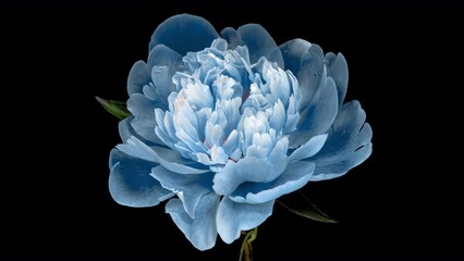 Wall Mural - Timelapse of beautiful blue peony flower blooming on black background, close-up