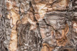 © ADDICTIVE STOCK - Close up of crimean Pine bark