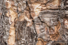 Close Up Of Crimean Pine Bark