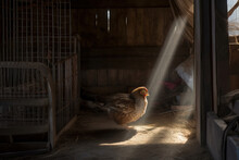 Generative AI Image Of Side View Of Chicken In Traditional Wooden Shed With Bright Sunlight On Ground