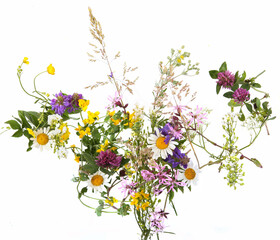 Wall Mural - flowering wild grass and herbs isolated on white background. border of meadow flowers wildflowers an