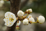 Fototapeta  - Białe, częściowo rozkwitnięte pączki kwiatów mirabelki