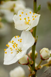 Fototapeta  - Zbliżenie białych  kwitnących kwiatów śliwy
