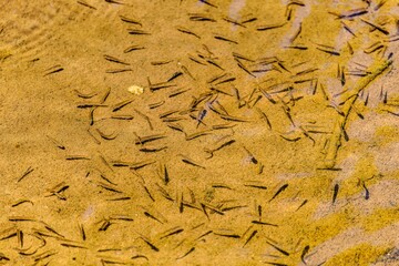 minnow fish or salmon juvenile fish in the creek. minnow is the common name for a number of species 