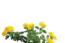 Yellow West Indian Lantana Camara Flower Isolated Transparent Background Png