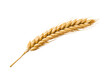 Ear of wheat spikelet isolated on transparent or white background, png