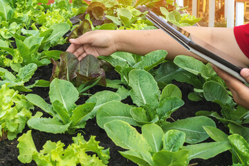 Wall Mural - Hand of woman farmer care and check growth quality salad vegetable with digital tablet in vegetable garden at greenhouse. Smart farming with technology. Agriculture technology concept, Smart farmer.