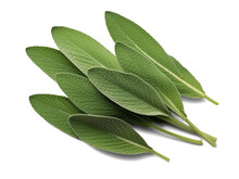 Sage Leaves Isolated On Transparent Or White Background, Png