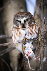 Wall Mural - Northern Saw-whet Owl perched with its prey and resting during a winter morning.