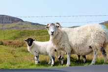 A Mother Sheep With Her Baby Lambs On The Isle Of Skye, In The Highlands Of Scotland