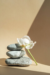 Podium for exhibitions and product presentations material stone, wood, peony flower. Beautiful beige background made of natural materials. Abstract nature scene with composition.