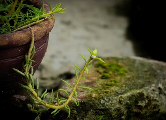 Micro photography of green plant and moss on the ground, tropical wallpaper with small bud, green plants in red bricks, closeup of abandoned green plant in forest