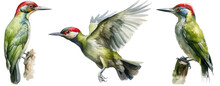 Watercolour Illustration Collection Of Three Green Woodpeckers,  Isolated On White Background As Transparent PNG, Animal Cliprt Bundle