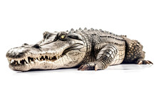 Crocodile On A White Background.