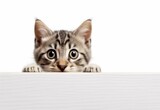 Fototapeta Koty - Adorable Singapura Kitten Peeking Out from Behind White Table with Copy Space, Isolated on White Background. Generative AI.