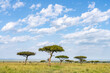 Acacia trees in the Maasai Mara, Kenya
