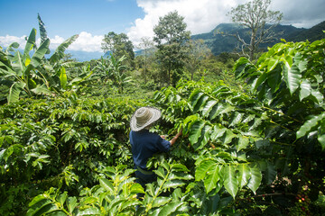 Colombian coffee farm - Colombian coffee farmer among coffee plants