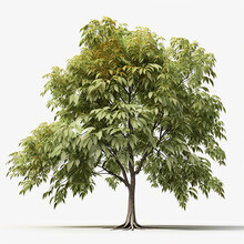 Shagbark Hickory Tree Isolated White Background AI Generated Image