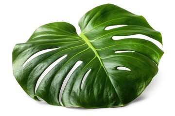 Poster - single green leaf isolated on a white background