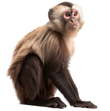  Capuchin Monkey Isolated On The Transparent Background PNG. AI Generative.