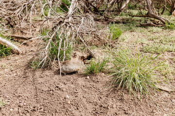 Gopher sits and looks out of his hole among the green grass. Wild animal in wildlife close-up. Baby gopher eats grass