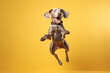 Happy Weimaraner dog jumping on a yellow background. Generative AI