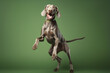 Happy Weimaraner dog jumping on green background. Generative AI