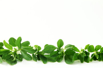 Wall Mural - fresh fenugreek plant leaves texture as frame in white background,selective focus,copy space