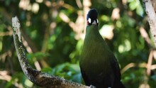 Close Up Of A  Hartlaub's Touraco, African Bird  Sitting On A Branch And Grooming It Self