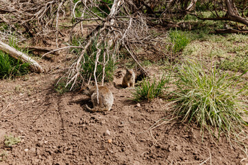 Wall Mural - Gopher sits and looks out of his hole among the green grass. Wild animal in wildlife close-up. Baby gopher eats grass