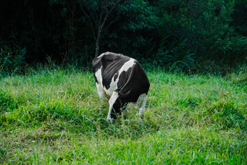 Wall Mural - cow eating hay at the farm