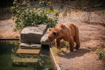 Wall Mural - brown bear in the lake