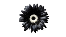 Black Flower On Isolated White Background