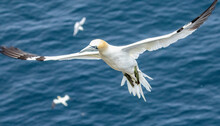 Great Northern Gannet In Flight Over The Blue Ocean