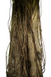 © berkahjayamaterial - tree trunk with creeper roots