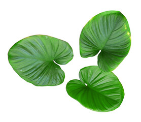 Wall Mural - Group of Philodendron leaf isolated