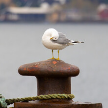 Goofy Seagull Perched On A Pier