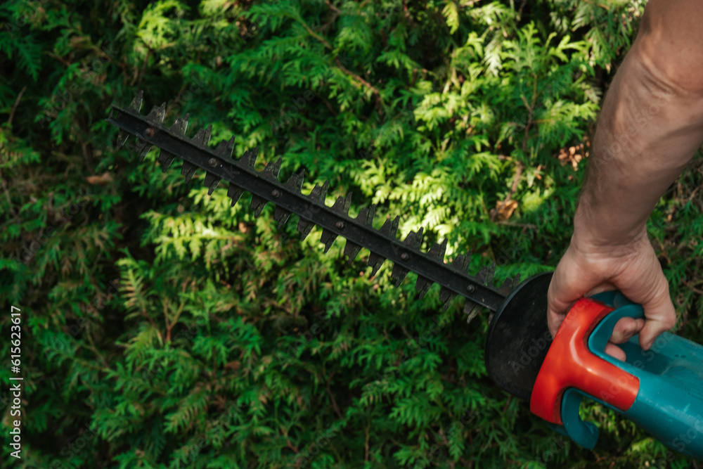 hedge formation.Garden tools and accessories.Plant pruning.Brush cutter in male hands on thuja brabant background in a sunny summer green garden.Gardening and plant formation concept