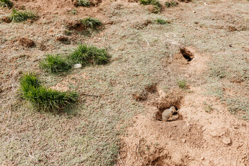 Wall Mural - Gopher sits and looks out of his hole among the green grass. Wild animal in wildlife close-up. Baby gopher eats grass