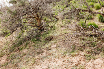 Wall Mural - The ground squirrel sits near its hole. Close-up of a small gopher cub. Photo of a wild animal in its natural environment.
