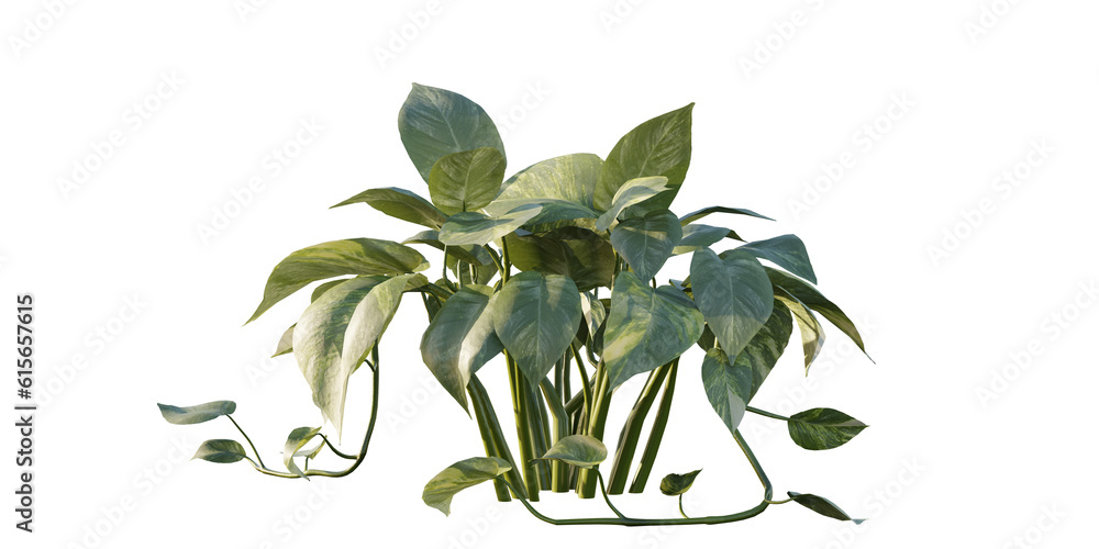 isolated pothos plant, best use for landscape designer, best use for ...