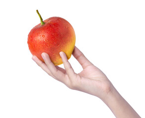 Woman hand holding ripe mango isolated on white background.