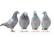 variety post of homing pigeon standing straigh isolate white background